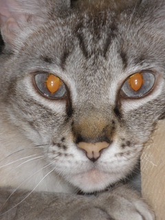 Sixti Bild von Sixti