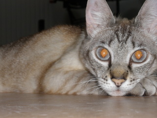 Sixti Bild von Sixti