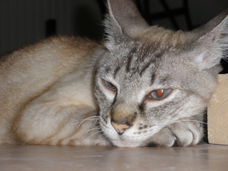 Sixti Bild von Sixti