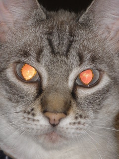 Sixti Bild von Sixti