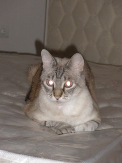 Sixti Bild von Sixti