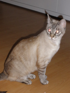 Sixti Bild von Sixti
