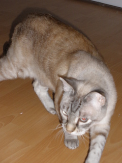 Sixti Bild von Sixti