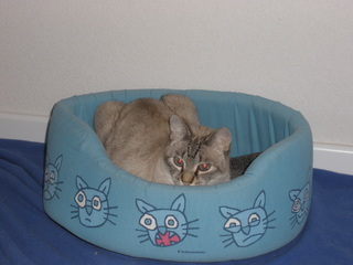 Sixti Bild von Sixti
