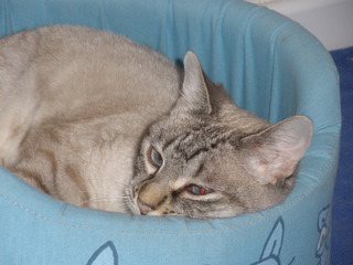 Sixti Bild von Sixti