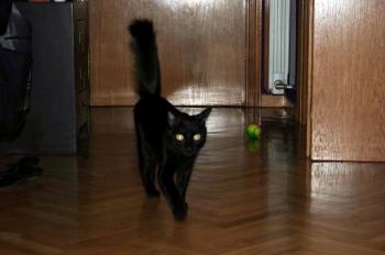 Smara Bild von Smara