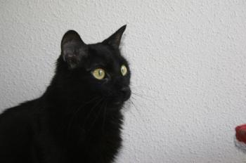 Smara Bild von Smara