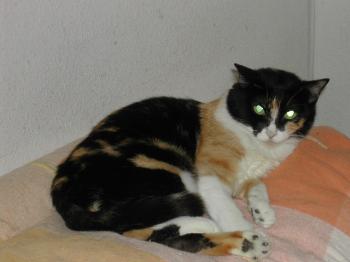 Bild von Ananda