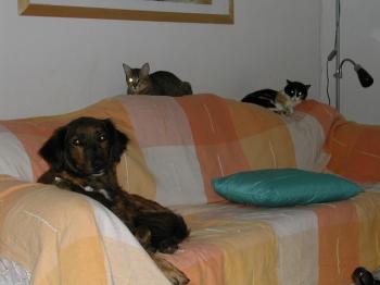 Bild von Ananda