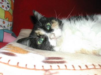 Bild von Ananda