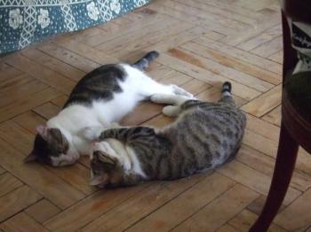 c Bild von Cuqui