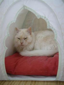 Pharo Bild von Bonbon