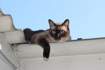 B Bild von Brownie