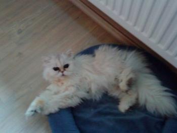 c Bild von Chini