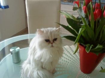 c Bild von Chini