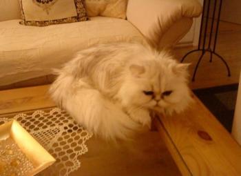 c Bild von Chini