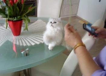 c Bild von Chini