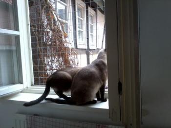 a Bild von Amadeus