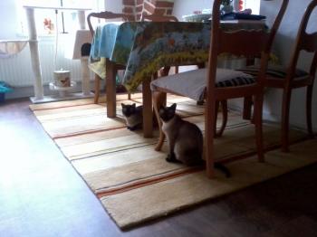 a Bild von Amadeus
