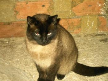 p Bild von Pancho