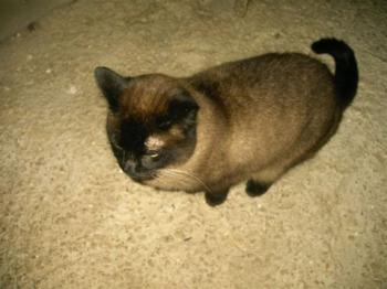 p Bild von Pancho