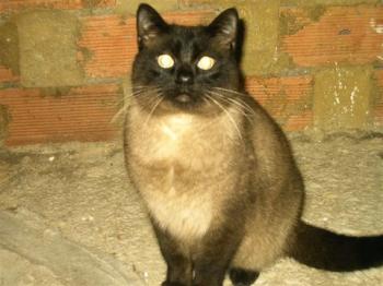 p Bild von Pancho
