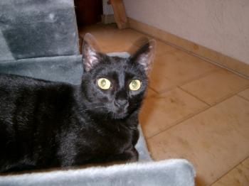 n Bild von Nera