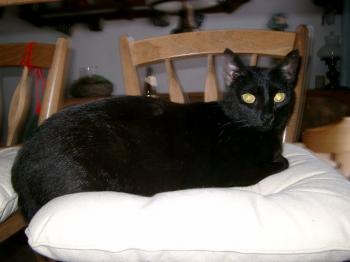 n Bild von Nera