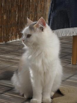 Daimi Bild von Daimi