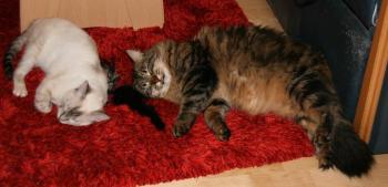 Lucia Bild von Lucia