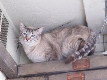 c Bild von Chopi