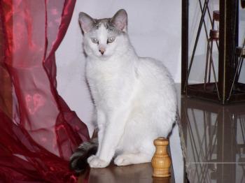 Felisa Bild von Felisa