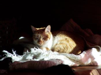 f Bild von Filippo