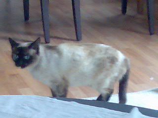 a Bild von Ajuba