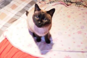 s Bild von Señor Gatito