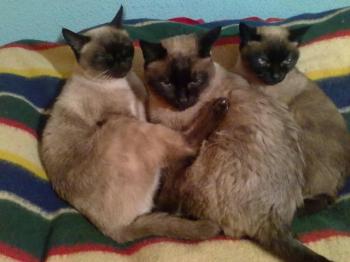s Bild von Señor Gatito