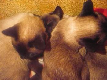 d Bild von Señor Gatito
