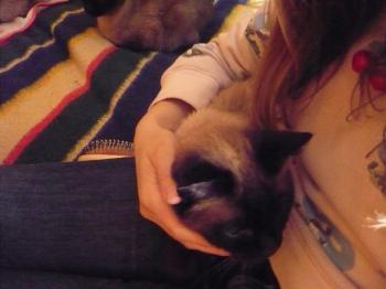 d Bild von Señor Gatito