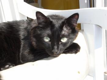 d Bild von Peppels