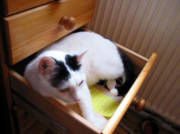 Rony in seinem neuen Zuhause Bild von Rony