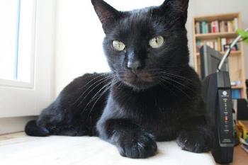 Tango Bild von Tango