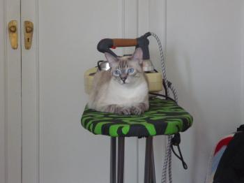 p Bild von Dixie