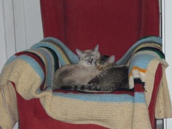 p Bild von Dixie
