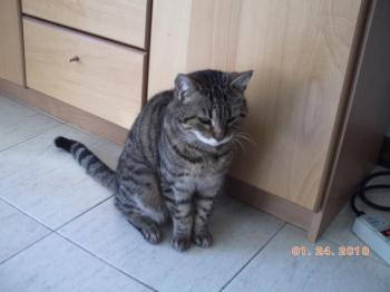 e Bild von Enya