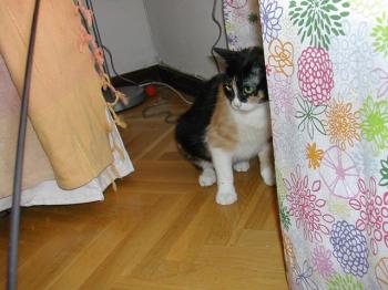 Bild von Ananda