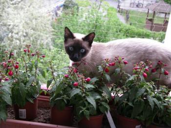 s Bild von Suso