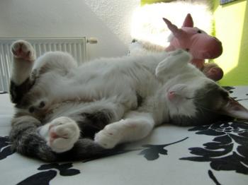 p Bild von Pocholo