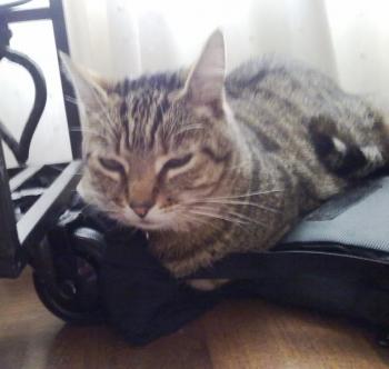 t Bild von Tiger