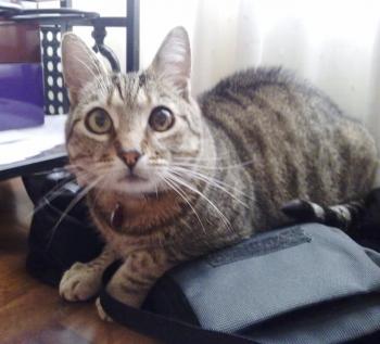 t Bild von Tiger