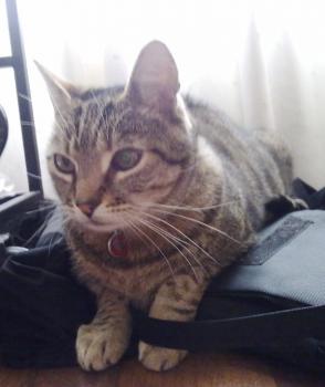 t Bild von Tiger